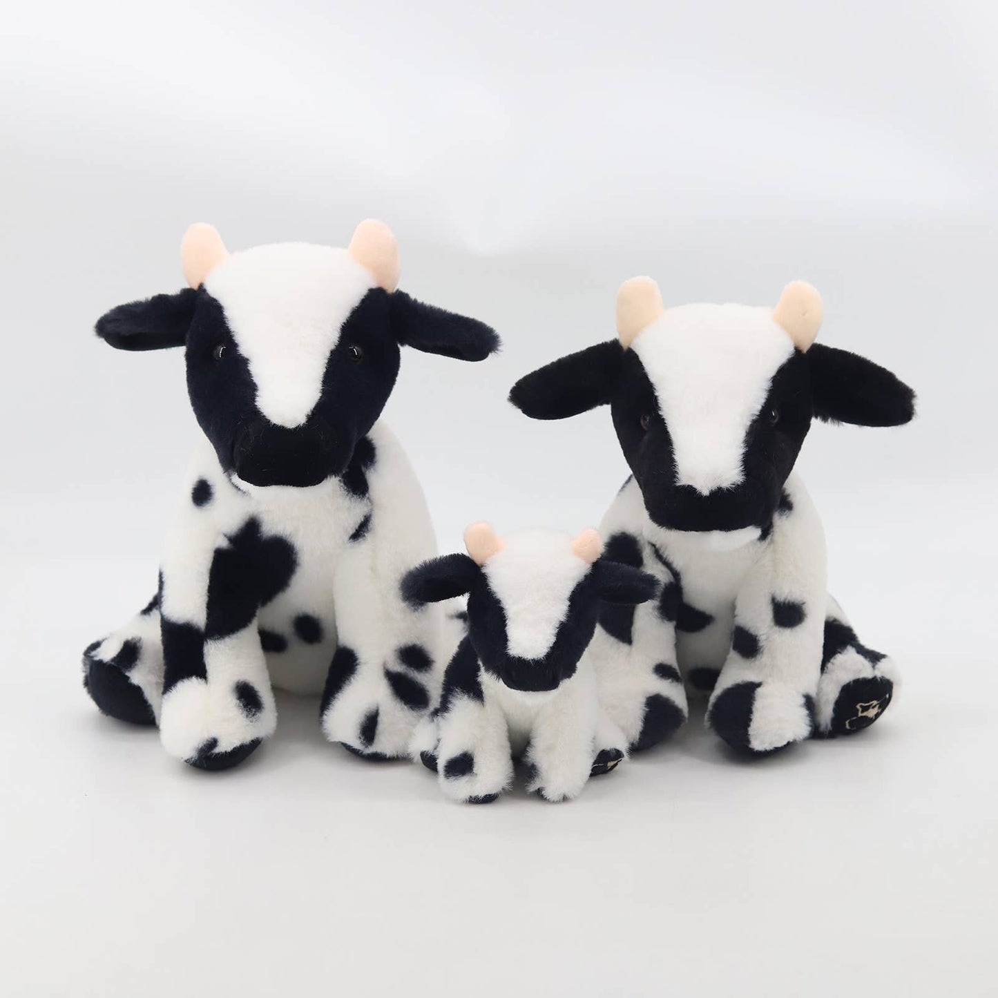 Jomanda Highland Cows